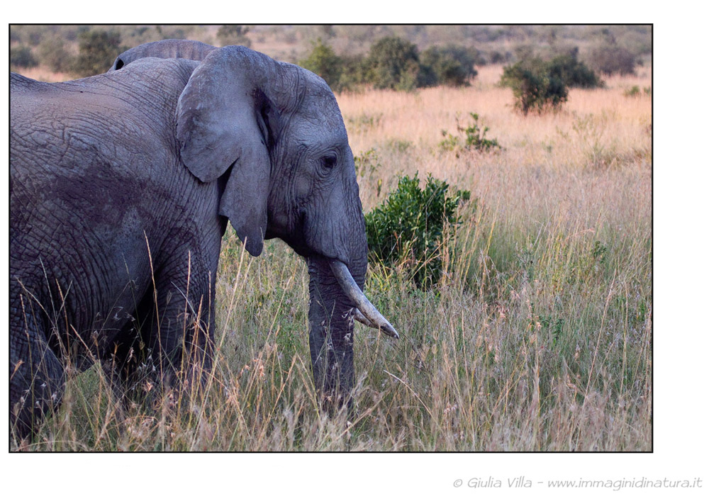 Elefante africano - Loxodonta africana